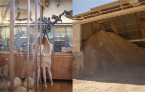 Musée d'hsitoire naturelle, Paris